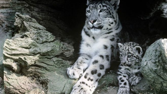 صراع الإنسان مع الحياة البرية هو المسؤول عن ارتفاع حالات قتل النمور الثلجية خلال الأعوام الماضية